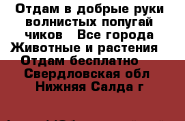 Отдам в добрые руки волнистых попугай.чиков - Все города Животные и растения » Отдам бесплатно   . Свердловская обл.,Нижняя Салда г.